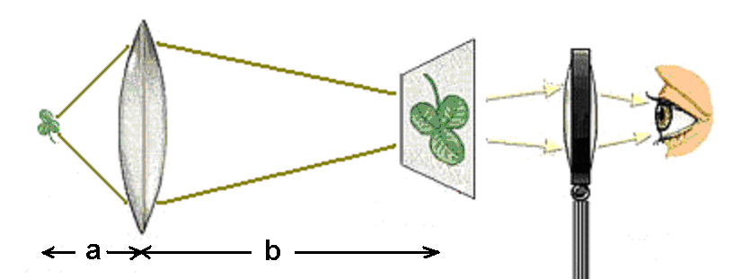 A light microscope consists of two lenses, the objective and the eyepiece.