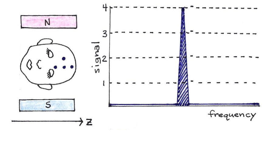 The four dots on the man’s head represent four hydrogen atoms.  If the magnetic field is constant, as pictured, all four protons resonate at the same frequency, though they have different locations along the $z$-axis.