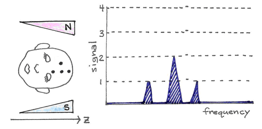 With a gradually increasing magnetic field, the protons in the stronger region of the field resonate at a higher frequency than do the single protons in the weaker part of the magnetic field.  The signal strength is proportional to the number of resonating protons.