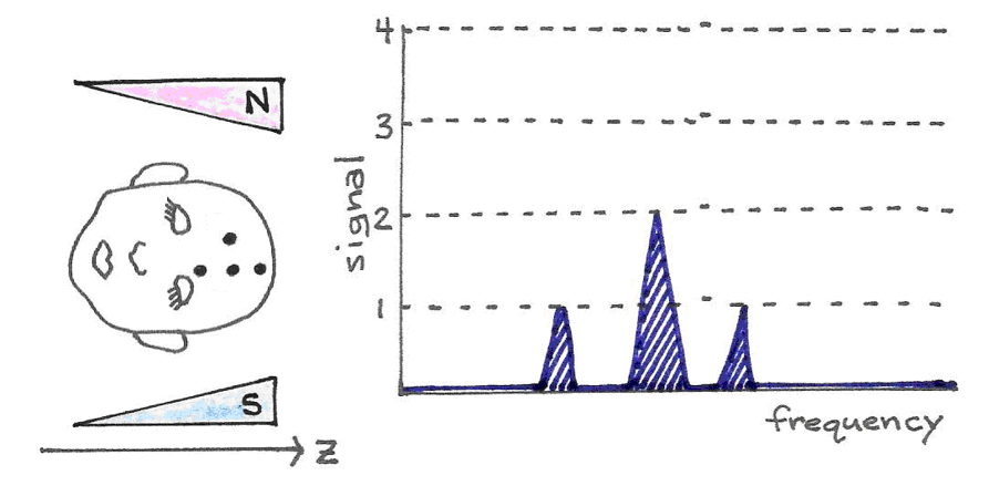 With a gradually increasing magnetic field, the protons in the stronger region of the field resonate at a higher frequency than do the single protons in the weaker part of the magnetic field. The signal strength is proportional to the number of resonating protons.