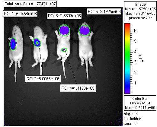 n image obtained with a luciferase virus. (Courtesy of KD Ryman, WB Klimstra, TL Terry, and SC Barlow - from LSU Health Sciences Center in Shreveport).