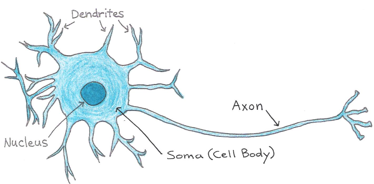 Structure of the neuron.