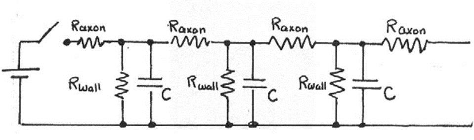 Physical model of neural connections.