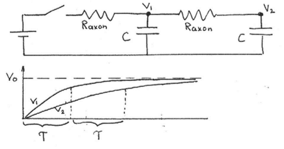 The circuit with two neurons charges twice as slow as the circuit with one.