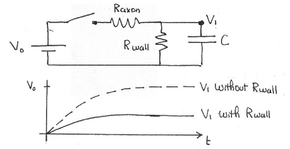 The voltage is much lower if we consider the wall resistance.