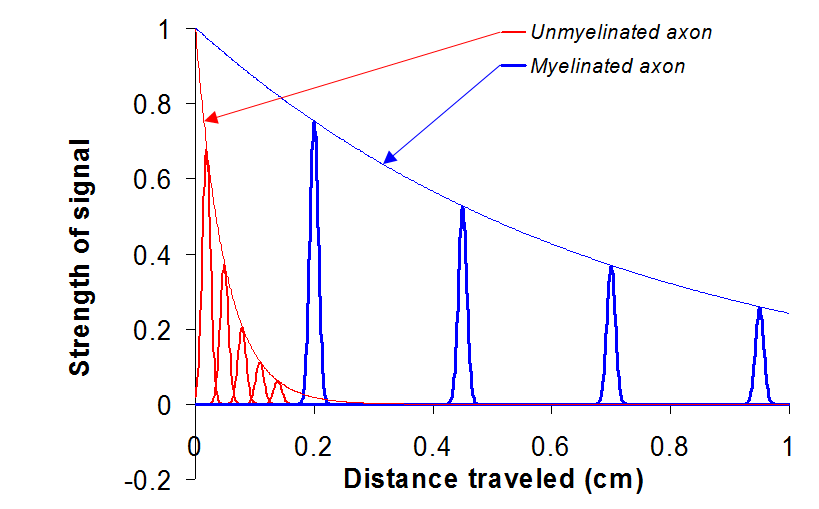 Signals travel farther through myelinated axons.