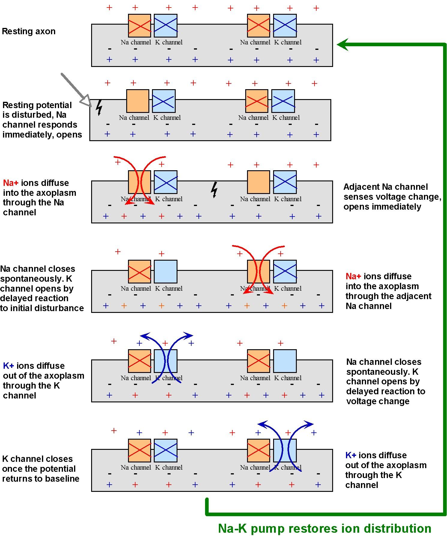 Propagation and amplification of the action potential in an unmyelinated axon.