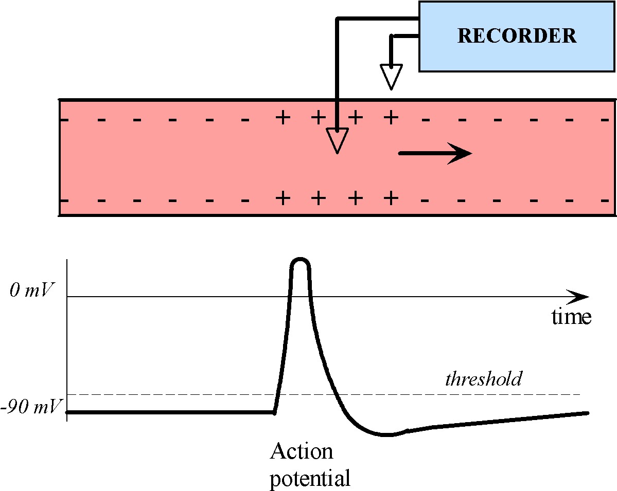 A charge disturbance propagates down an axon, causing the electrical potential to change as it passes through a particular site. If an electrode is placed at this site, the 		potential there changes in time in a manner similar shown in the trace.