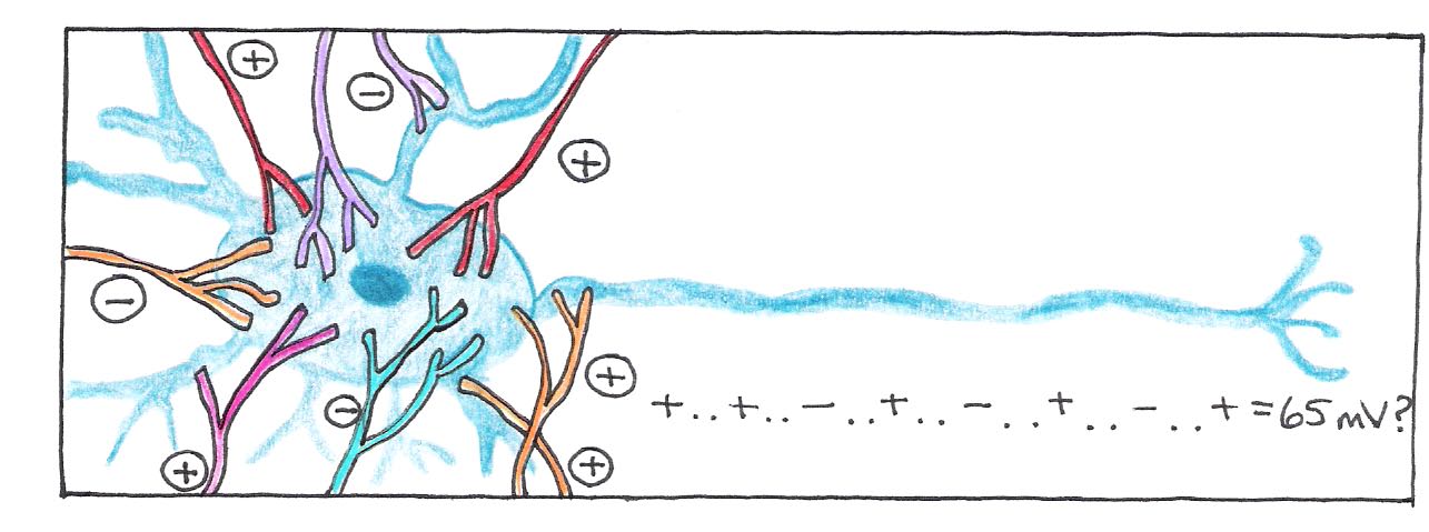 An action potential is generated if the spatial and temporal sum of all excitatory and inhibitory connections reaches the threshold value.