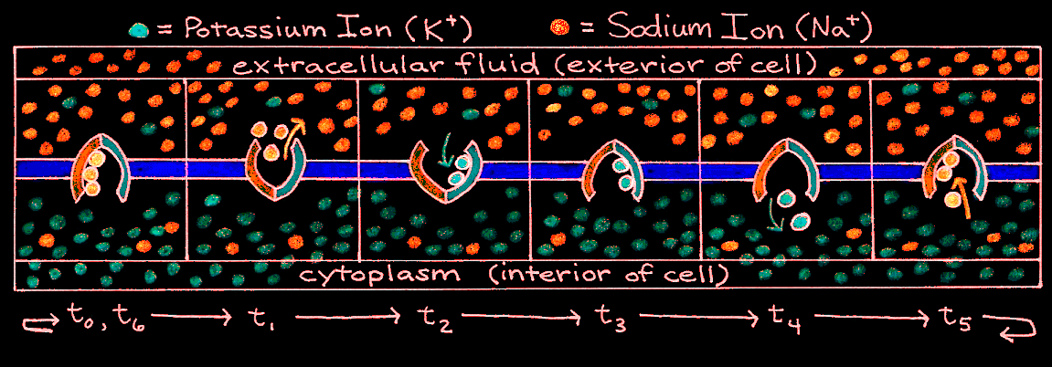 Cyclic mechanism of the sodium-potassium pump.