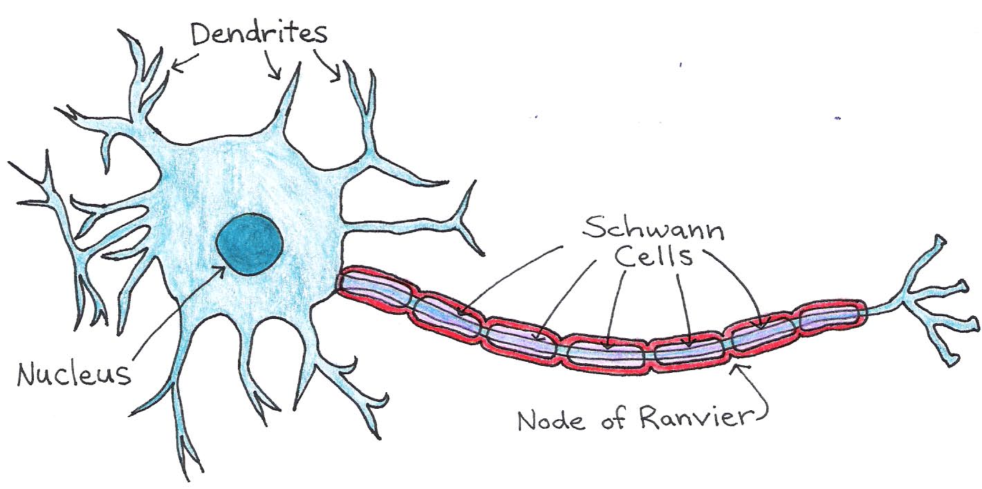 Structure of a neuron with myelinated axon.