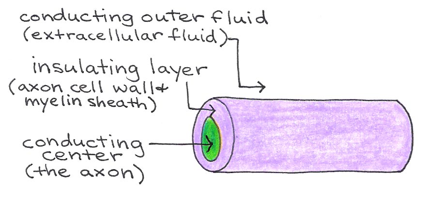 Axon as an insulated wire.