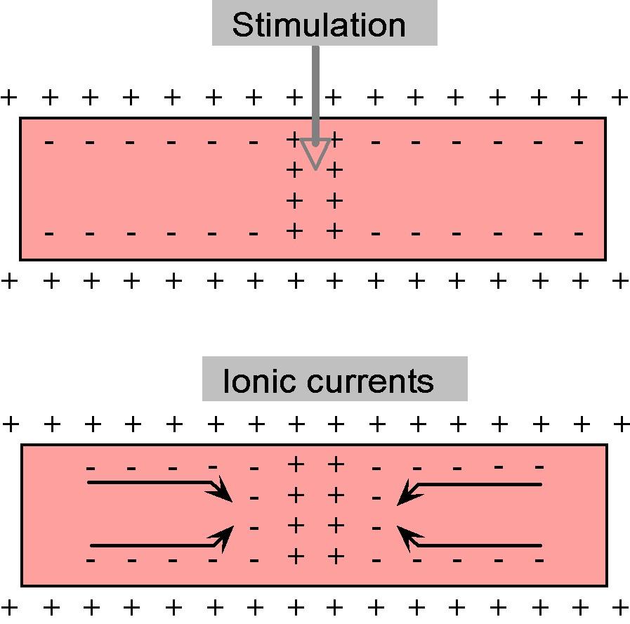 Movement of charges inside the axon in response to a stimulus.