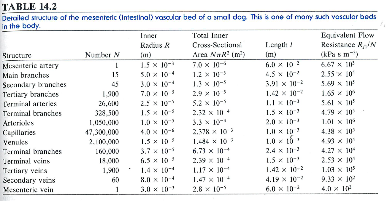 Detailed structure of the mesenteric (intestinal) vascular bed of a small dog. This is one of many in the body.