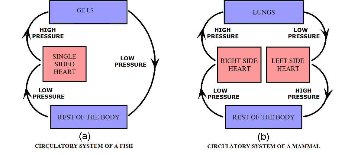 Diagram of flow through air intake and the rest of the body. High and low pressure areas are indicated.