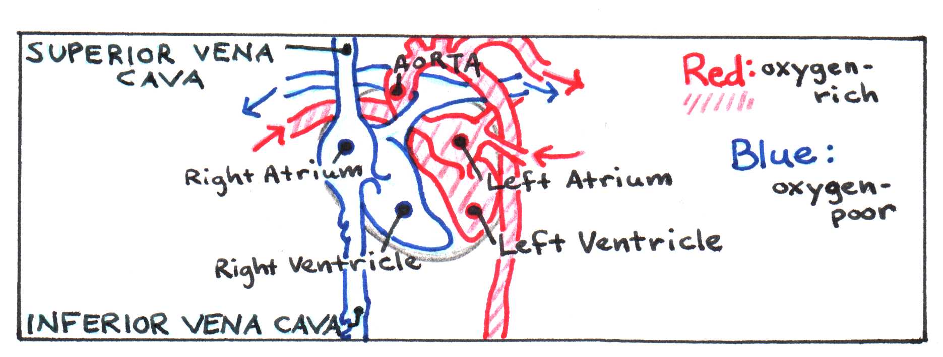 Diagram of flow through the heart.