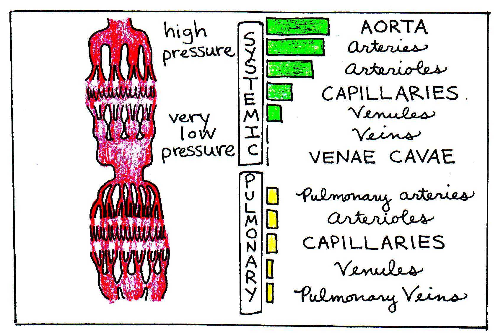 The green and yellow bars illustrate the varying levels of blood pressure in the different portions of the circulatory system.