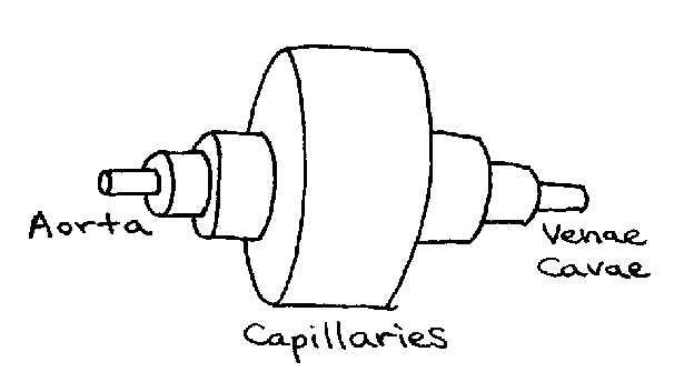 Pipe circuit analogous to circulatory system. Note that each section represents the effective diameter of a particular type of vessel (e.g. capillaries) after all vessels of that type are combined.