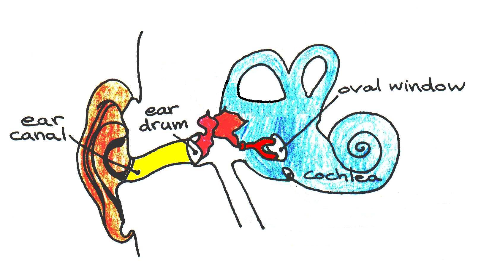 Cross-section of the human ear. The regions filled in yellow, red, and blue correspond to the outer ear (ear canal), the middle ear, and the inner year, respectively.