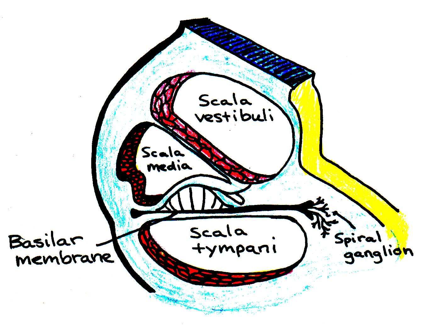 Cross-section through one of the turns of the cochlea.