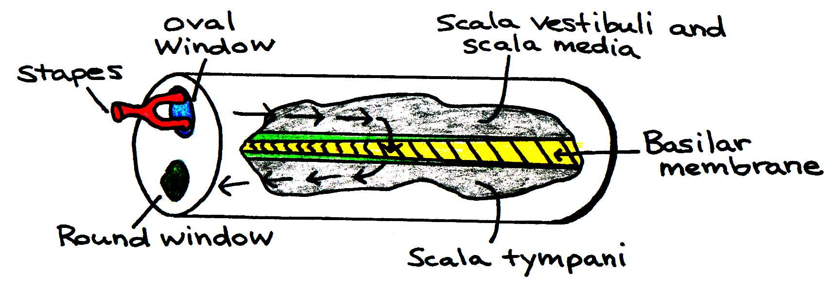 Movement of fluid in the cochlea.