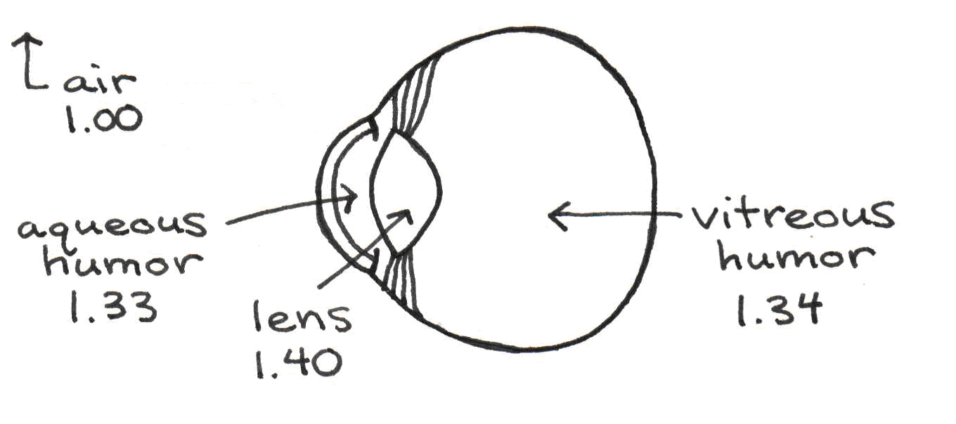 Optical components of the eye and their indices of refraction.