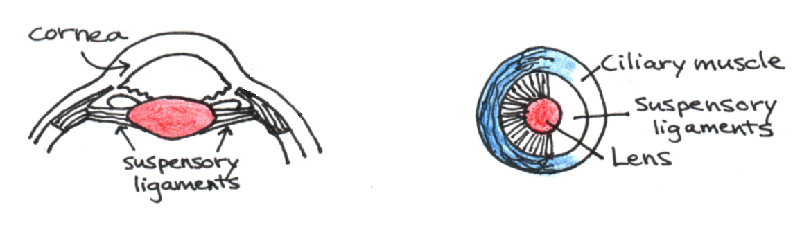 Mechanism of accommodation.