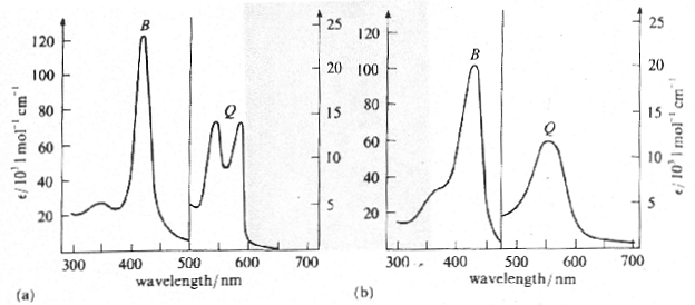 Absorption spectra of (a) oxyhemoglobin and (b) deoxyhemoglobin.  Note that the B and Q bands on both spectra have different absorption scales.