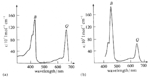 Absorption spectra of (a) chlorophyll a and (b) chlorophyll b.  Here, the B and Q bands have the same absorption scale.