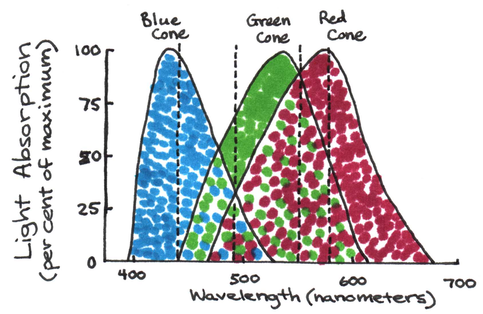 Absorption spectra of the blue, green, and red color cones on the retina.