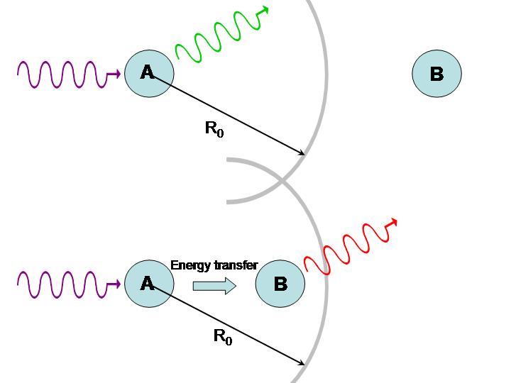 Use of energy transfer to infer distances between molecules.