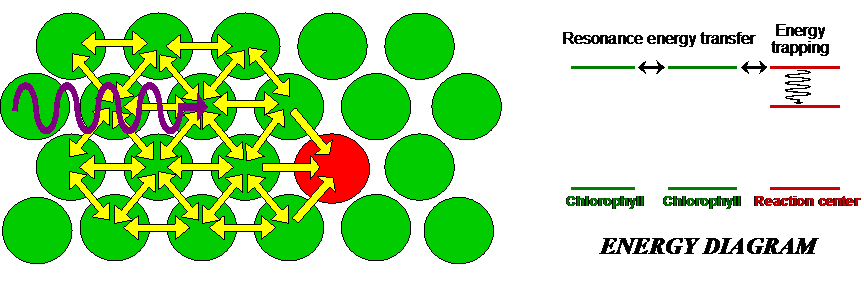 Antenna pigments are chlorophyll molecules that funnel light to the reaction center of a chloroplast.