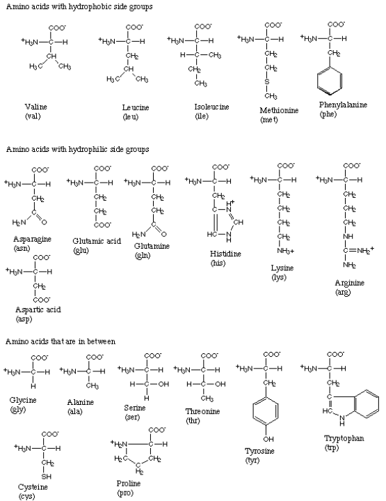 The amino acids.