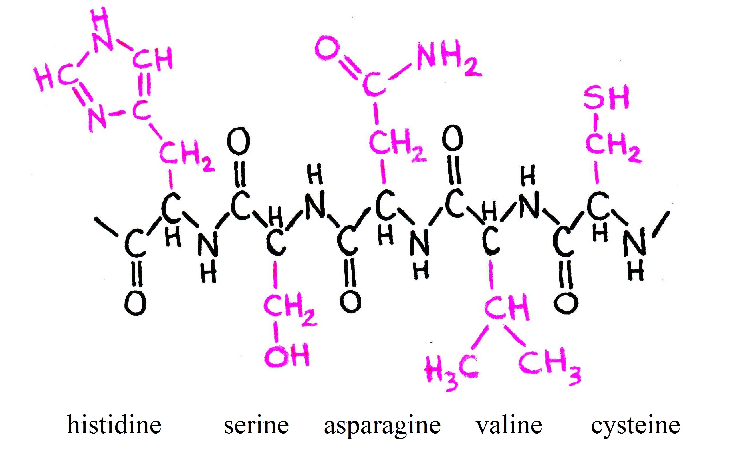 Five amino acids bound together.  Notice that the R groups protrude from the plane of the amino acid.