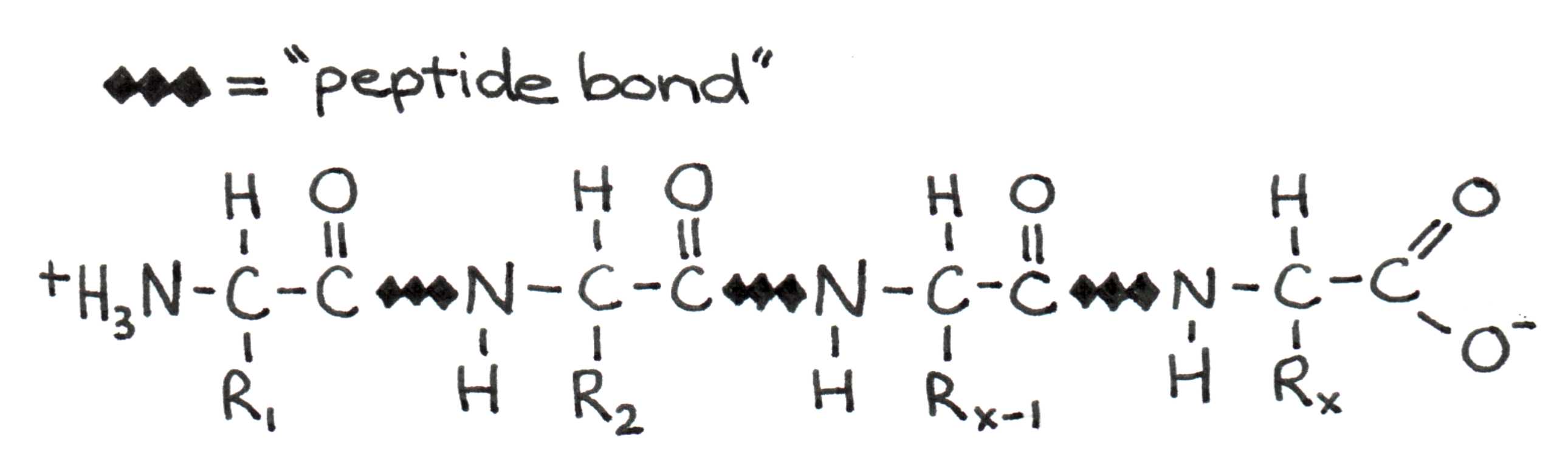Four amino acids linked in a polypeptide chain.  The C-N bond between amino acids is called the peptide bond.