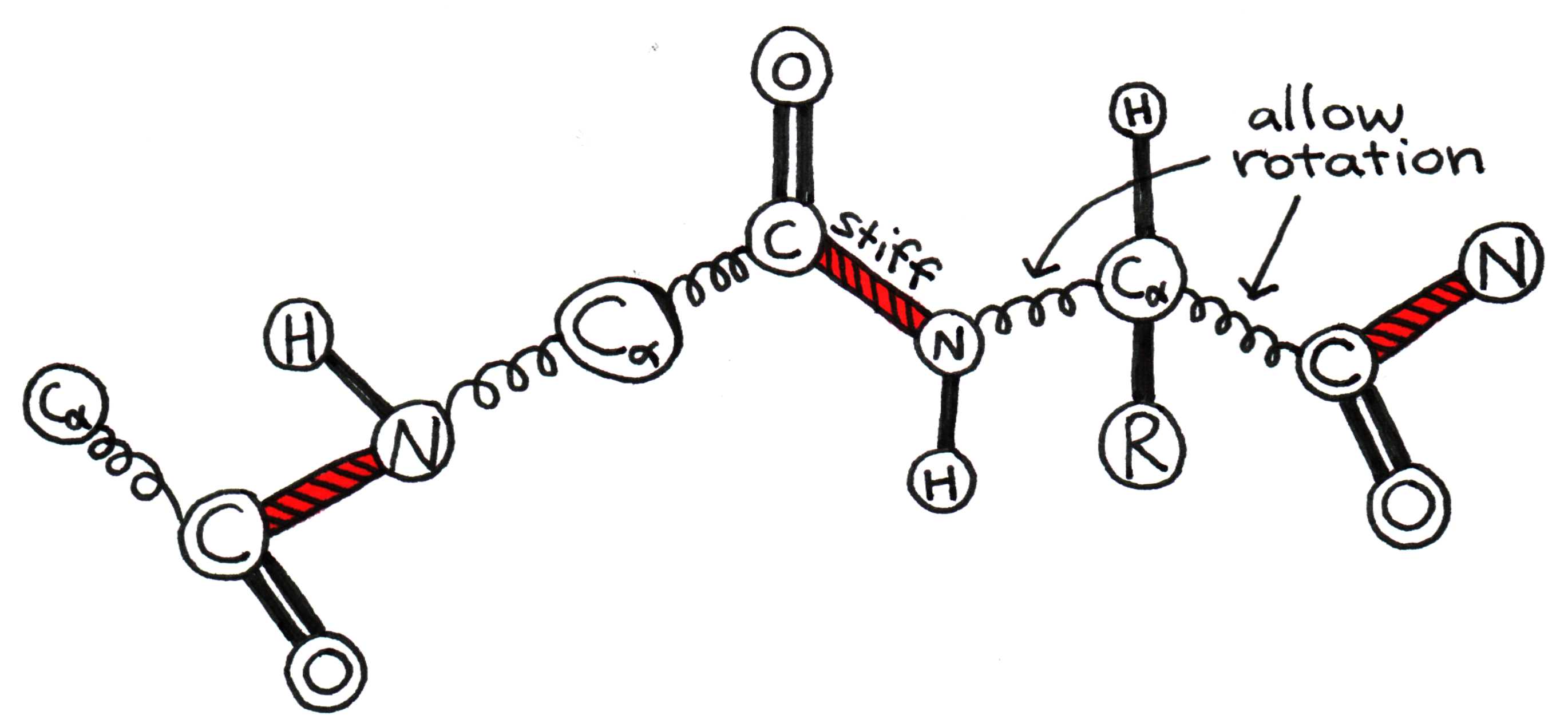 The alpha carbon acts as a pivot around which peptide groups can rotate.