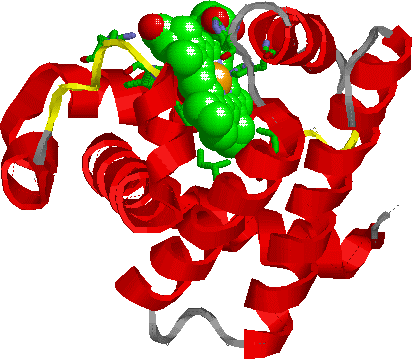 Ribbon structure of myoglobin.