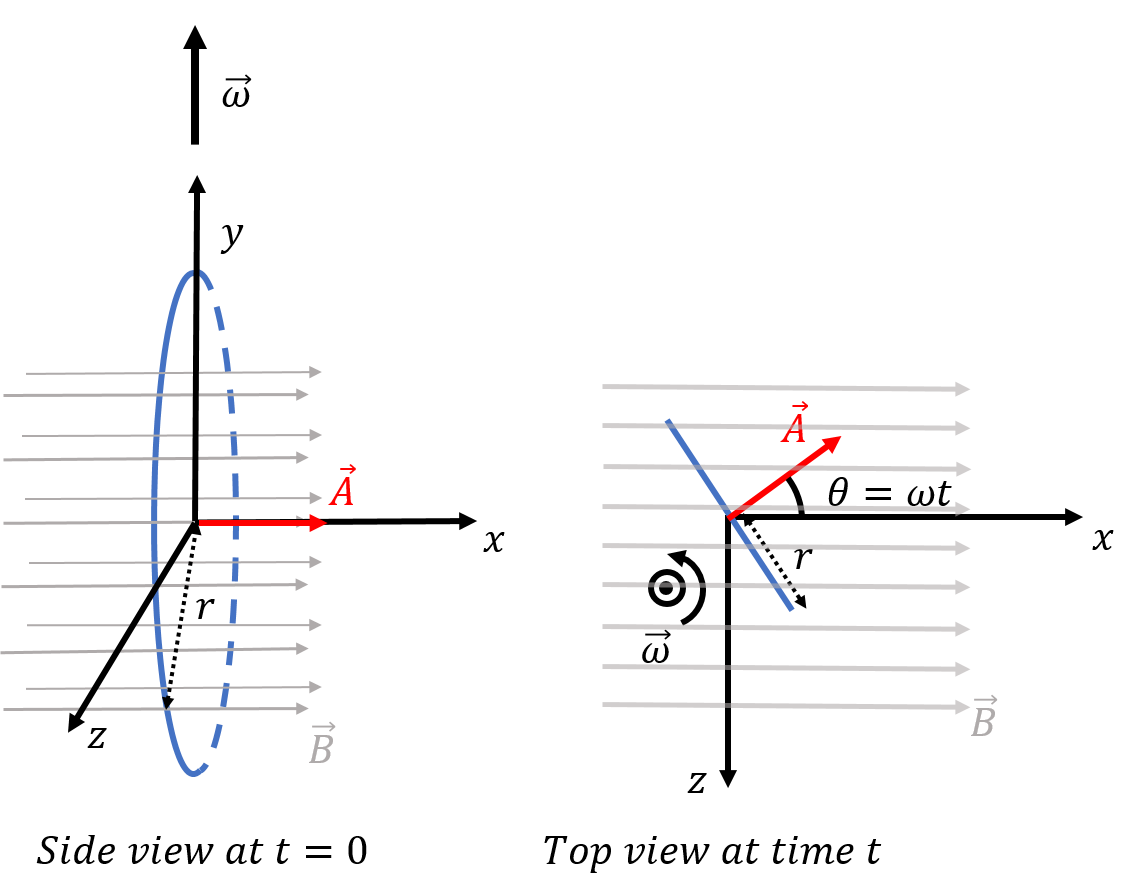 A loop of wire rotates in a constant and uniform magnetic field. At time $t=0$ (left panel), the loop lies in the $yz$ plane. The loop rotates about the $y$ axis, with a constant angular velocity, $\vec \omega$. At some time $t$ later, the loop has rotated through an angle $\theta = \omega t$ (right panel, as seen from above, looking down on the $xz$ plane).