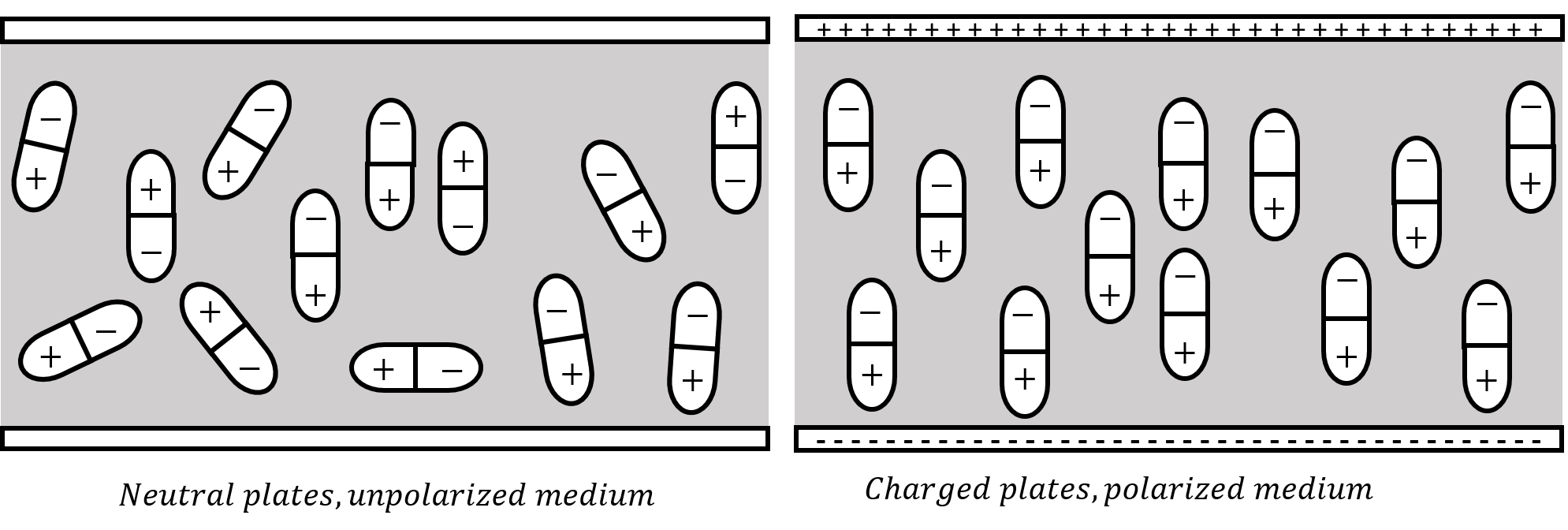 A dielectric material is placed between the two plates of a capacitor. The electric dipoles in the dielectric have random orientations when the plates are neutral (left panel). When the plates are charged (right panel), the dipoles align themselves with the field from the plates, allowing more charge to be on the plates at a given potential difference.