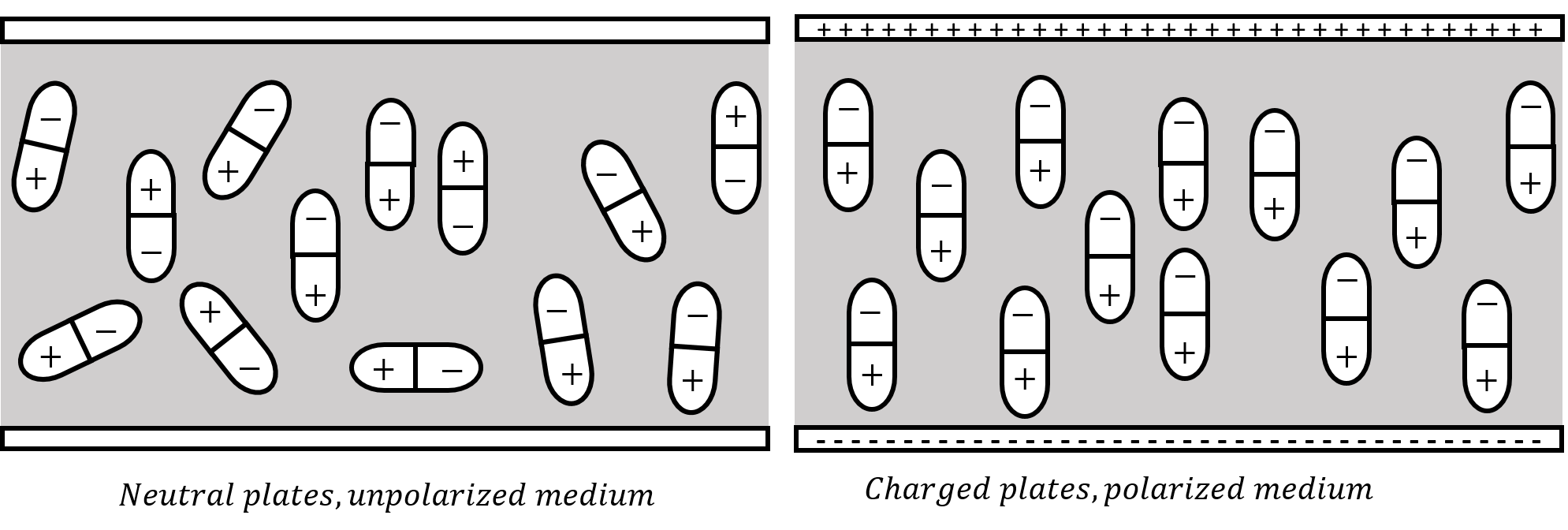 A dielectric material is placed between the two plates of a capacitor. The electric dipoles in the dielectric have random orientations when the plates are neutral (left panel). When the plates are charged (right panel), the dipoles align themselves with the field from the plates, allowing more charge to be on the plates at a given potential difference. 