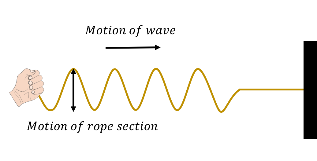 A transverse wave travelling through a rope. The wave is created by moving one end of the rope up and down.