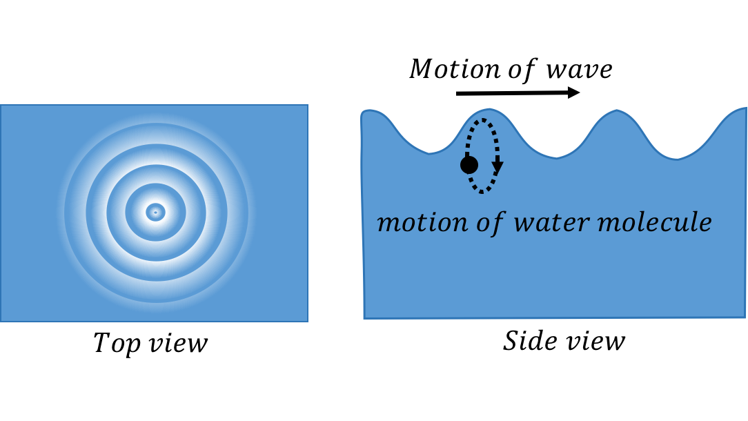 A transverse wave travelling through water. The left panel shows the view from above as ripples move outwards. The right panel shows the motion of an individual water molecule as the wave is viewed from the side.