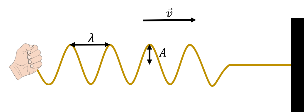 Wavelength, velocity, and amplitude for a transverse wave on a rope.